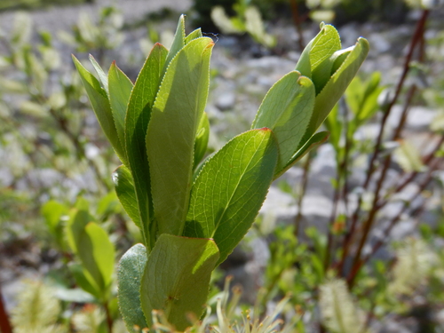 Booth's willow (Salix boothii)
