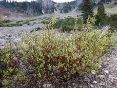 Salix boothii