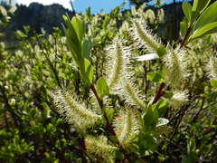 Salix boothii