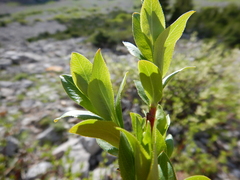 Salix boothii