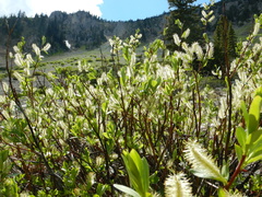 Salix boothii