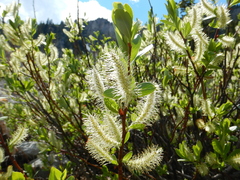 Salix boothii