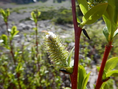 Salix boothii
