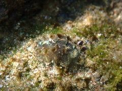 Acanthochitona