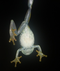 Hyperolius fusciventris