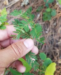 Chamaecrista nictitans aspera