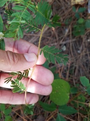 Chamaecrista nictitans aspera