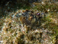 Acanthochitona