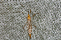 Nephrotoma scurra