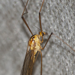 Nephrotoma scurra