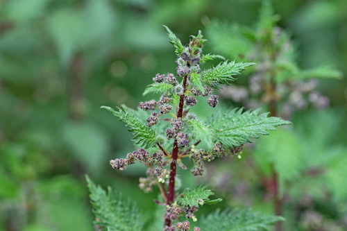 Roman Nettle