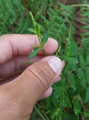 Dicliptera sexangularis