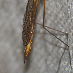 Nephrotoma scurra