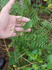 Dicliptera sexangularis