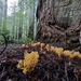 Phaeoclavulina myceliosa - Photo (c) carsonfam, algunos derechos reservados (CC BY-NC)