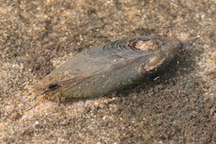 Hyridella depressa