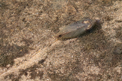 Hyridella depressa
