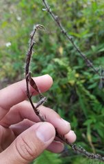 Chamaecrista nictitans aspera