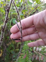 Chamaecrista nictitans aspera