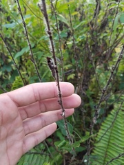 Chamaecrista nictitans aspera