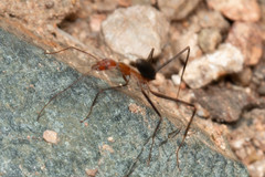 Leptomyrmex varians
