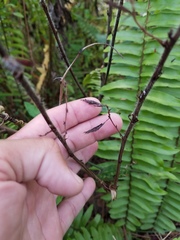 Chamaecrista nictitans aspera
