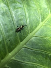 Traulia ornata iriomotensis