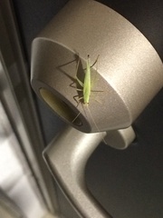 Oecanthus euryelytra