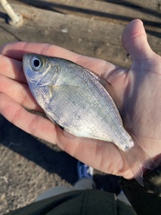 Hyperprosopon argenteum