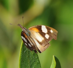 Libytheana motya