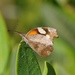 Cuban Snout - Photo (c) Wayne Fidler, some rights reserved (CC BY-NC), uploaded by Wayne Fidler