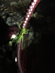 Hexacentrus hareyamai