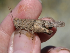 Trimerotropis occidentalis