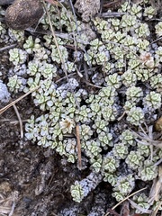 Raoulia parkii