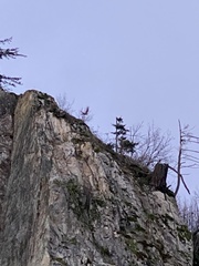 Falco peregrinus anatum