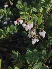 Arctostaphylos bakeri sublaevis