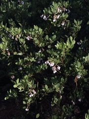 Arctostaphylos bakeri sublaevis