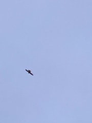 Falco peregrinus anatum