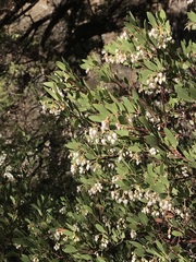 Arctostaphylos bakeri sublaevis