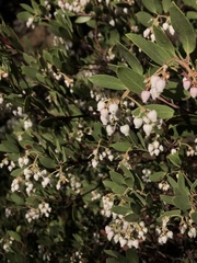 Arctostaphylos bakeri sublaevis