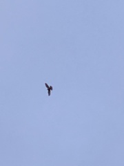 Falco peregrinus anatum