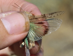 Trimerotropis occidentalis