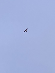 Falco peregrinus anatum