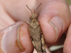 Trimerotropis occidentalis