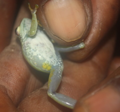 Hyperolius fusciventris