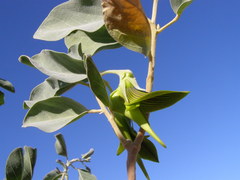 Crotalaria cunninghamii