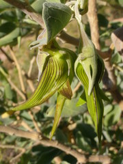 Crotalaria cunninghamii