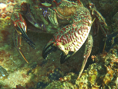 Nectocarcinus integrifrons