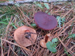 Lactarius atrobadius