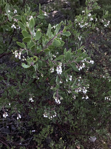 Image of Arctostaphylos bakeri by (c) Roger Raiche, some rights reserved (CC BY)